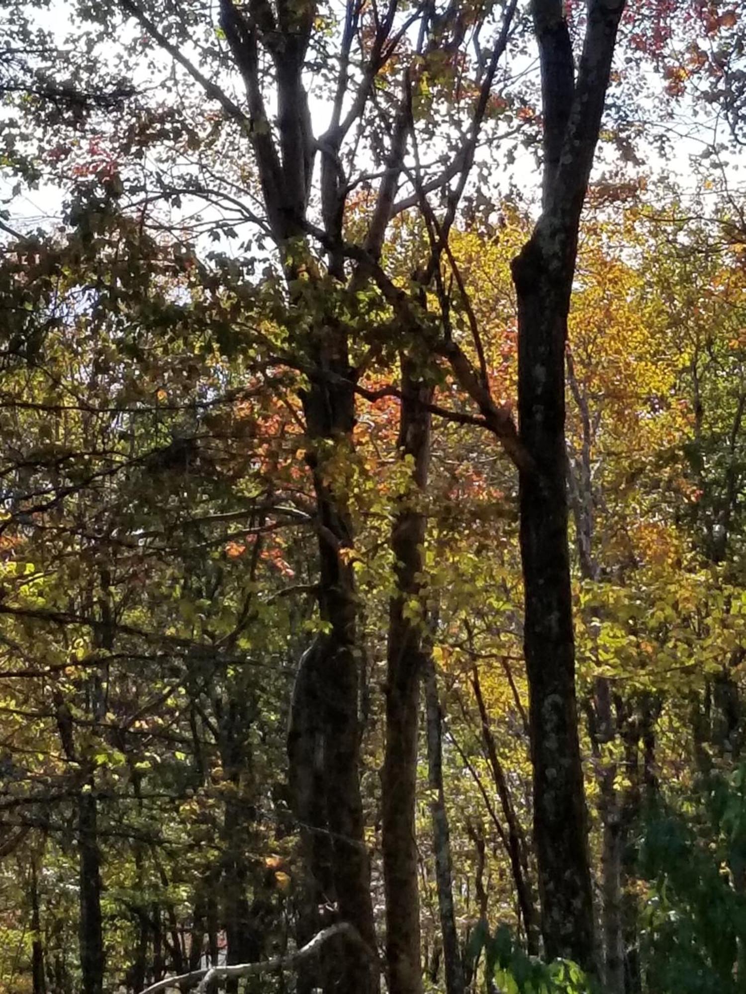Serenity And Fun All In One In This Cozy Pocono Cabin Jim Thorpe Bagian luar foto